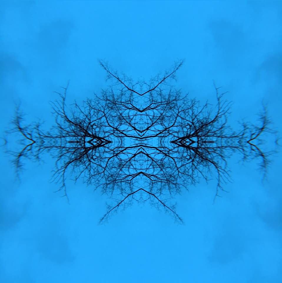 Tree 1 54433338 10216781225579581 8480363731396591616 n