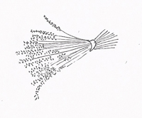 my illustration of lavender for book