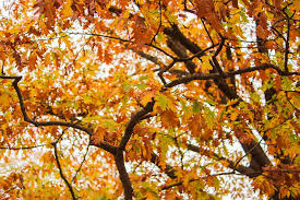 autumnal leaves Relaxing Autumn Day Retreat