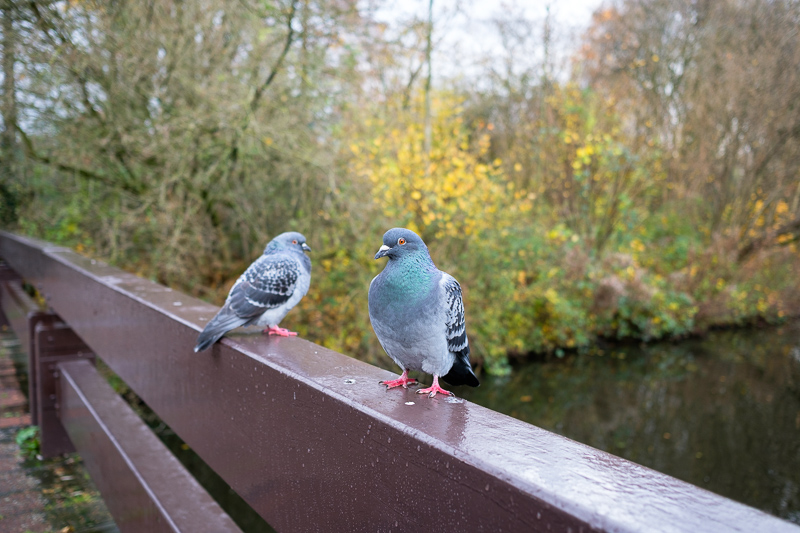 Amsterdam, 2017