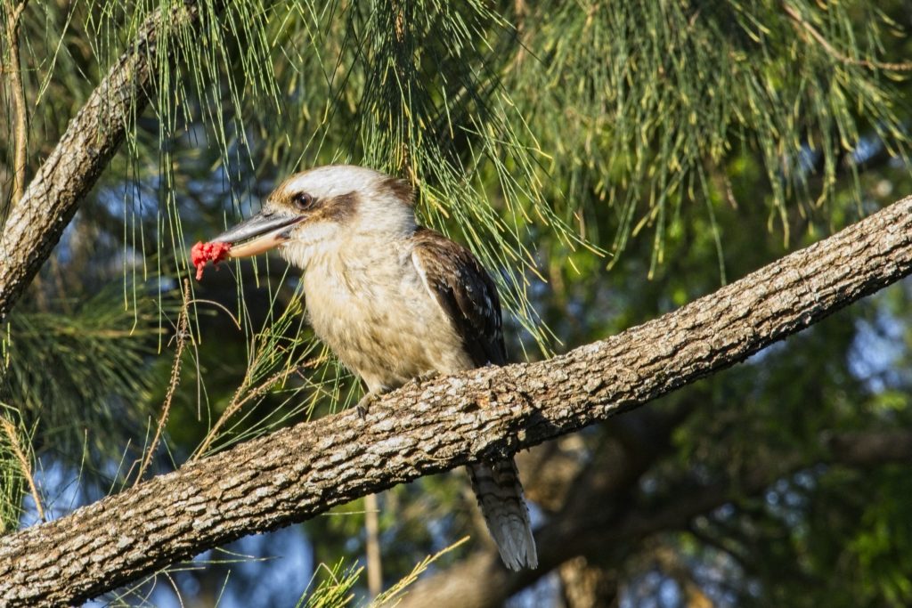 Kookaburra