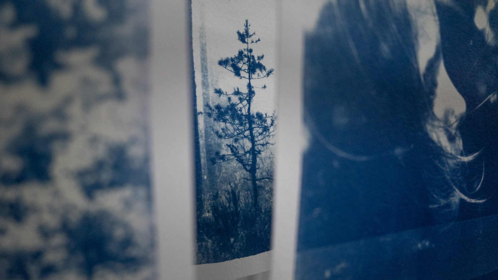 Cyanotype prints drying