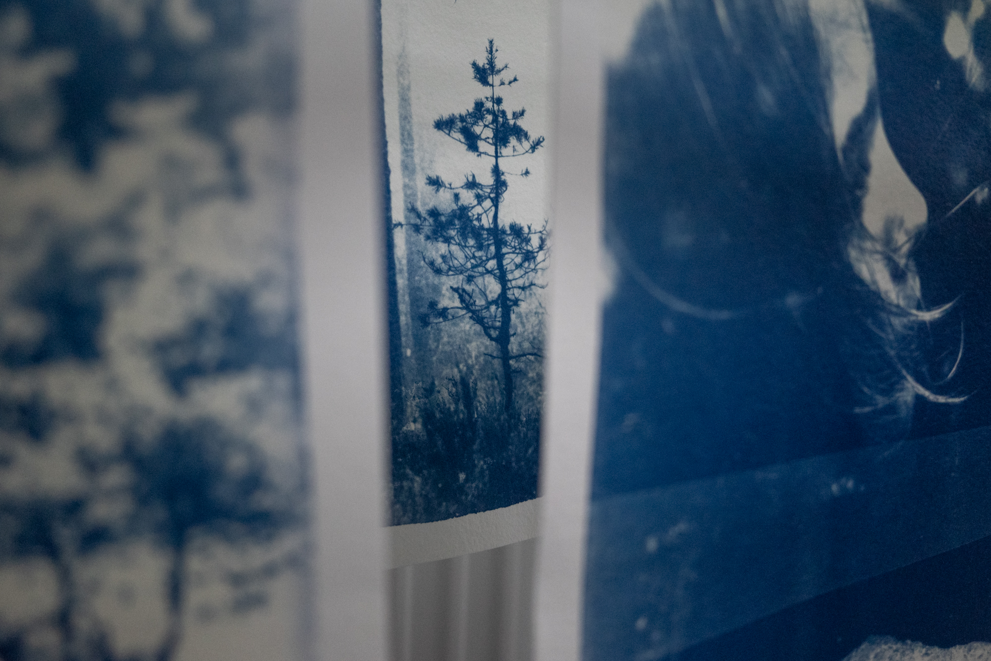 Cyanotype prints drying