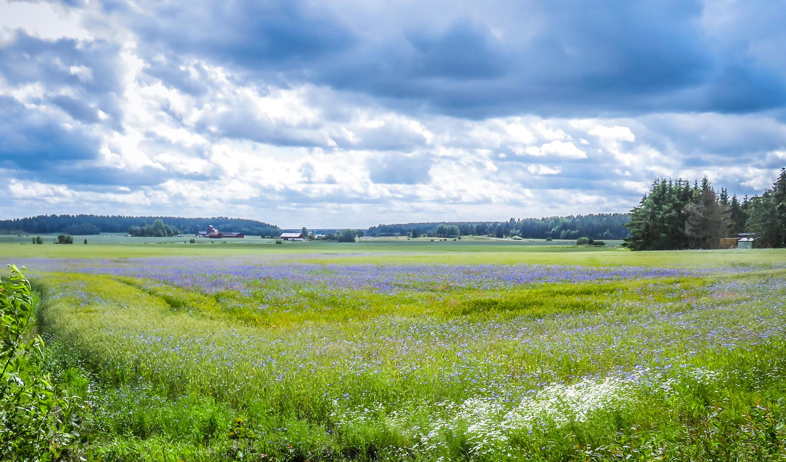 dromkaken