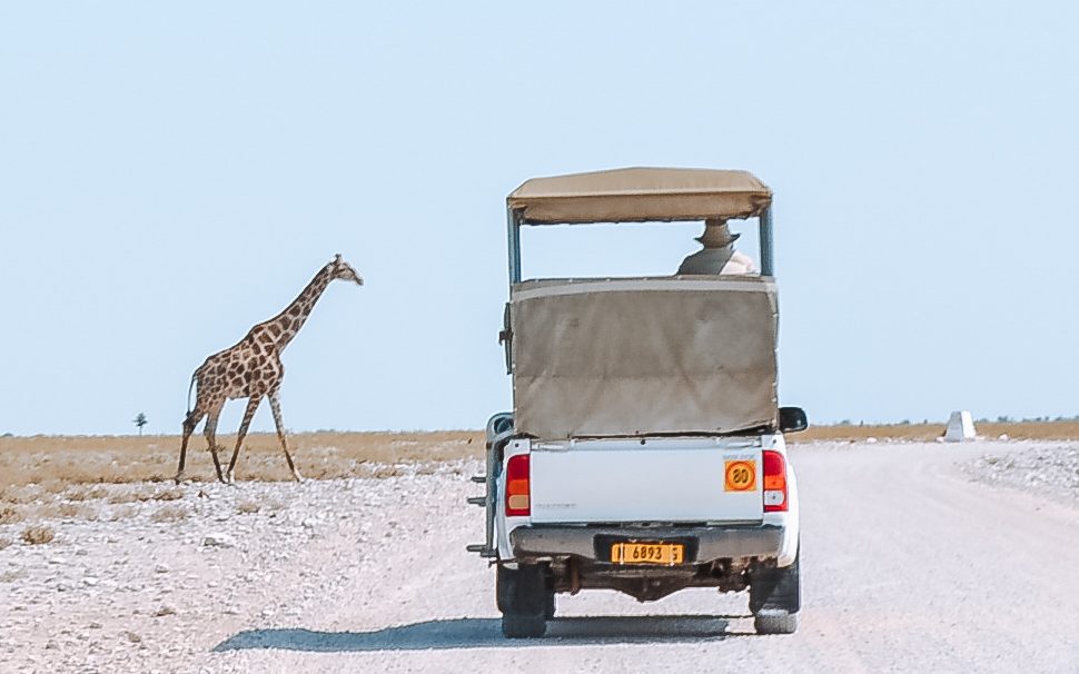 etosha namibië