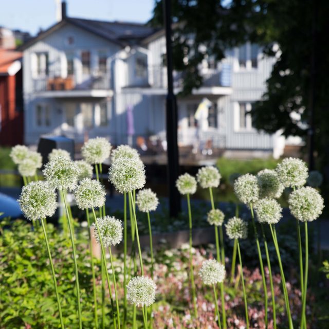 Blommor i förgrunden och hus i Norrtälje i bakgrunden