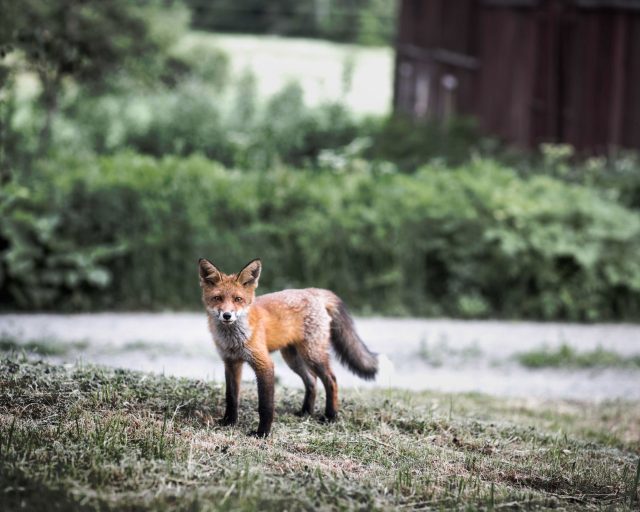 En rävunge står på en backe och kollar nyfiket upp