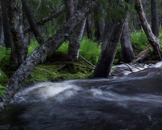 Forsande vatten i Fulufjällets nationalpark