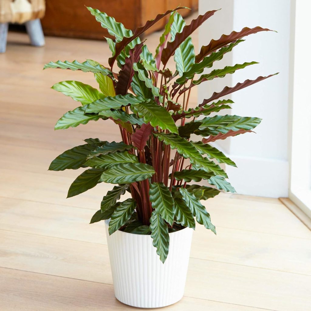 Potted Calathea Elgergrass Air Purifying Indoor Houseplant