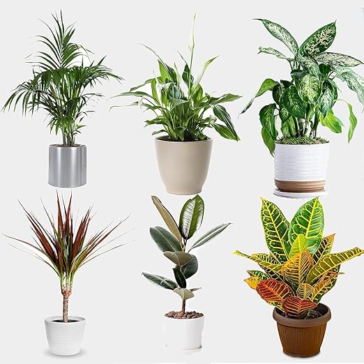 6 House Plants in 12cm Pots on the JJ Barnes Blog