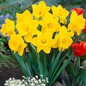 Daffodil Bulbs on the JJ Barnes Blog