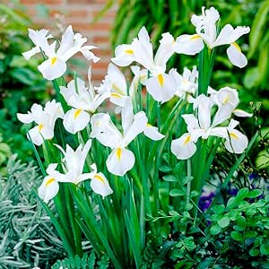 Iris Bulbs on the JJ Barnes Blog