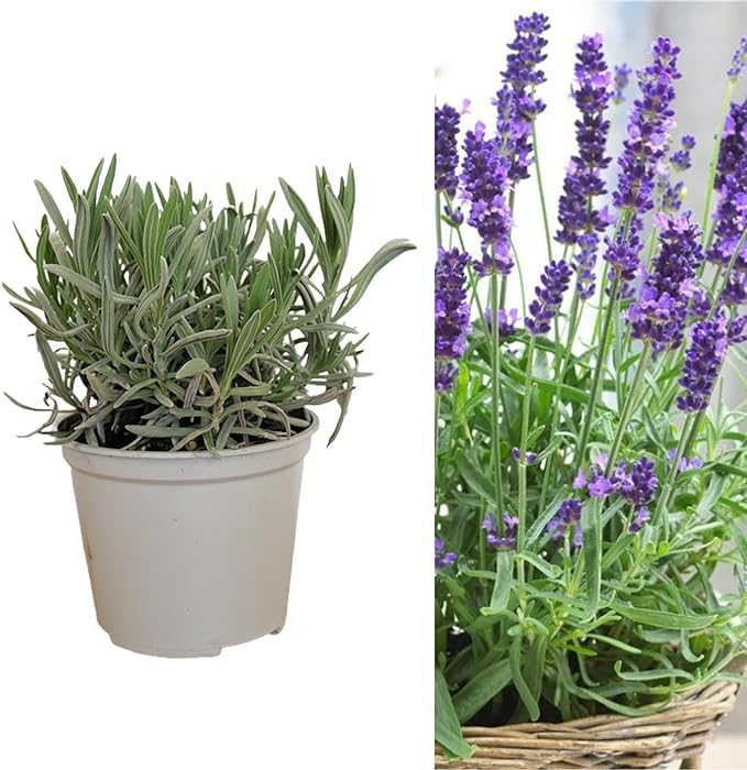 Lavender Plant on the JJ Barnes Blog