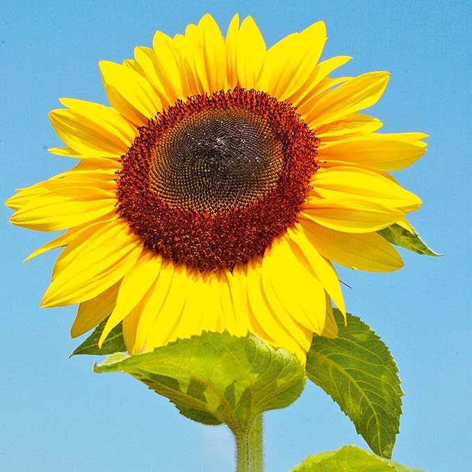 Sunflower Seeds on the JJ Barnes Blog