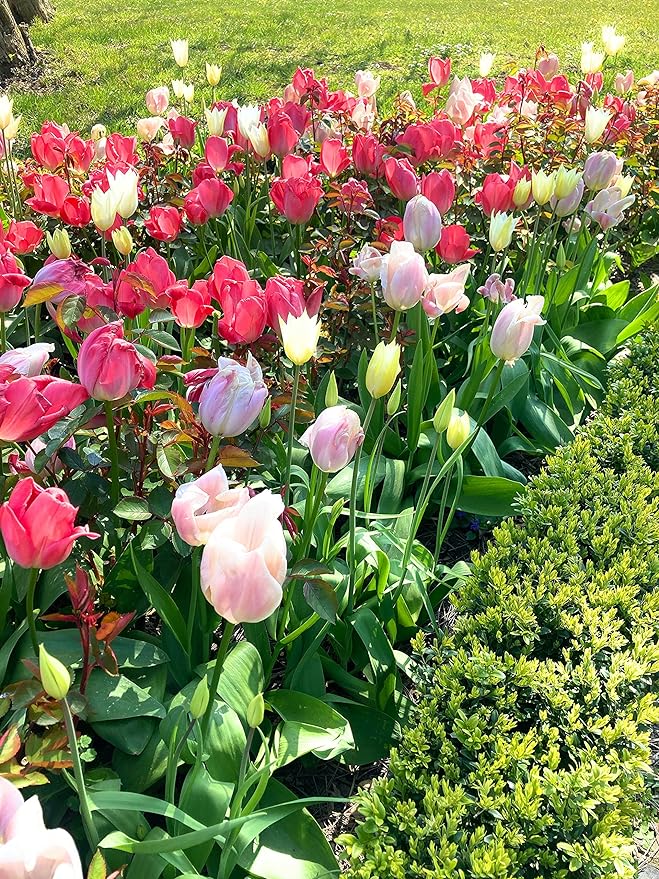 Tulip Bulbs on the JJ Barnes Blog