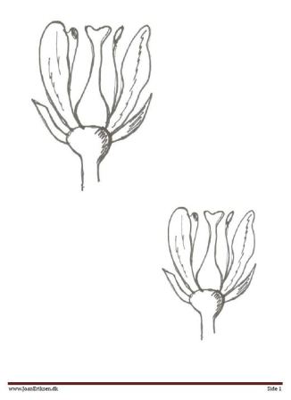 Motiv til broderi og applikation. Blomst, frøstand