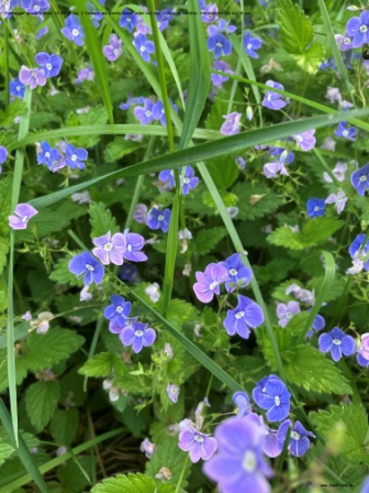 Danske blomster: Tveskægget Ærenpris