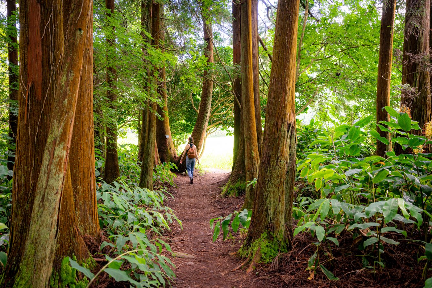 Sequoia Forest