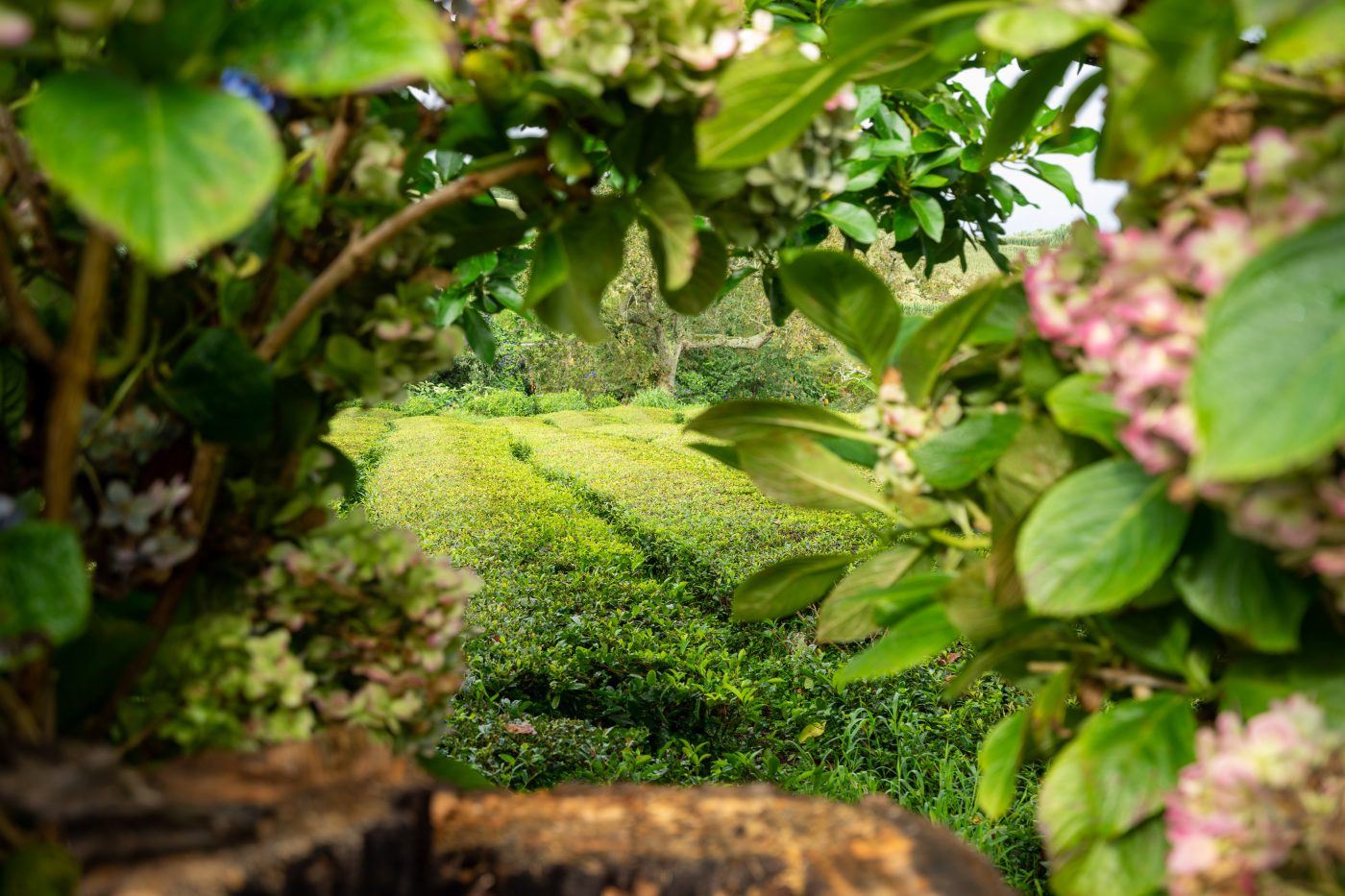 Tea Plantation