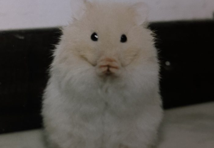 Hamsterhistorik…