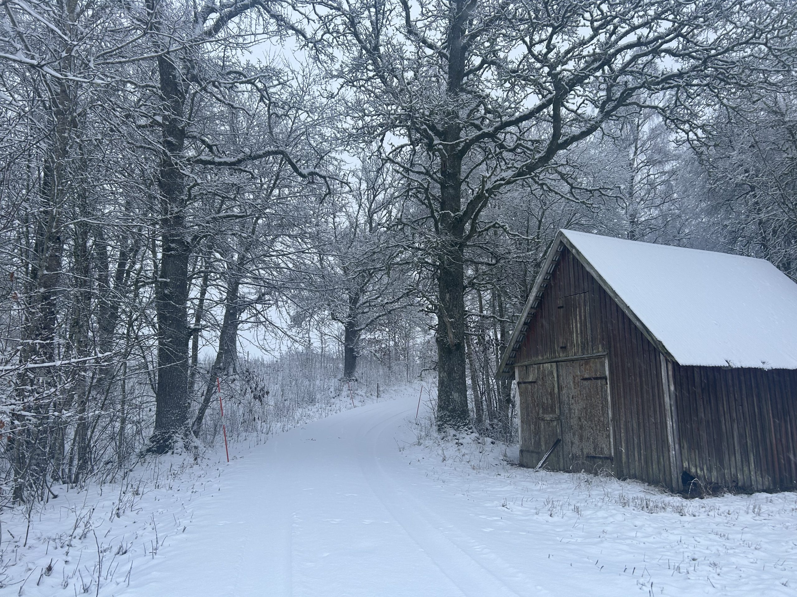 Icebug- Löpning på vackra vintervägar – Johanna Hultsborn
