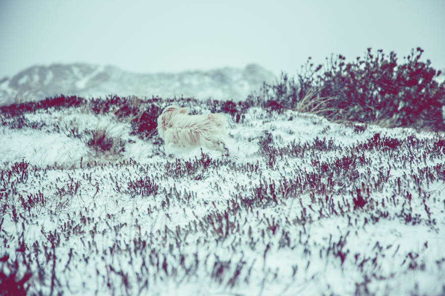 Vinterlandskap fotografering8