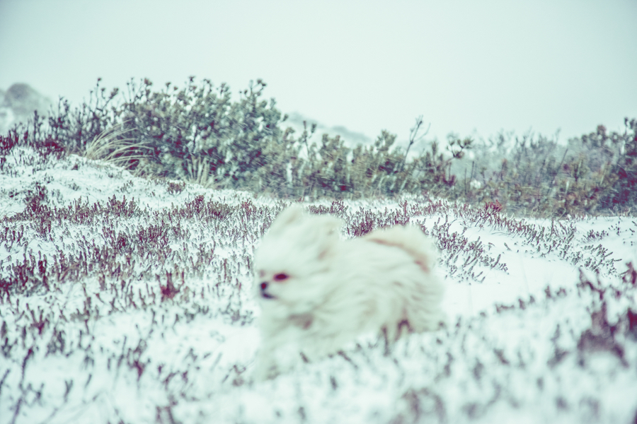 Vinterlandskap fotografering9