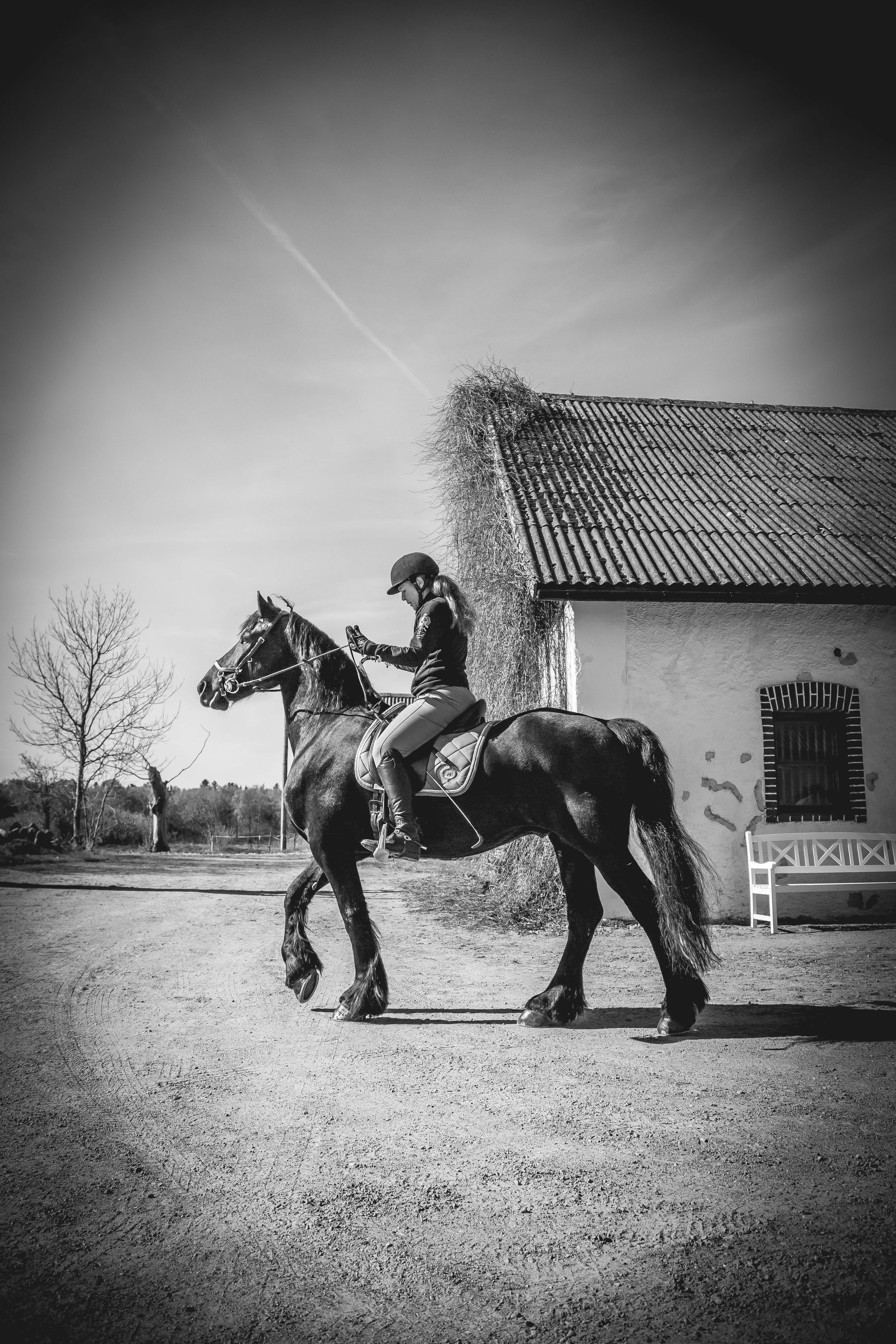 Fotografering häst med ryttare i svart vitt