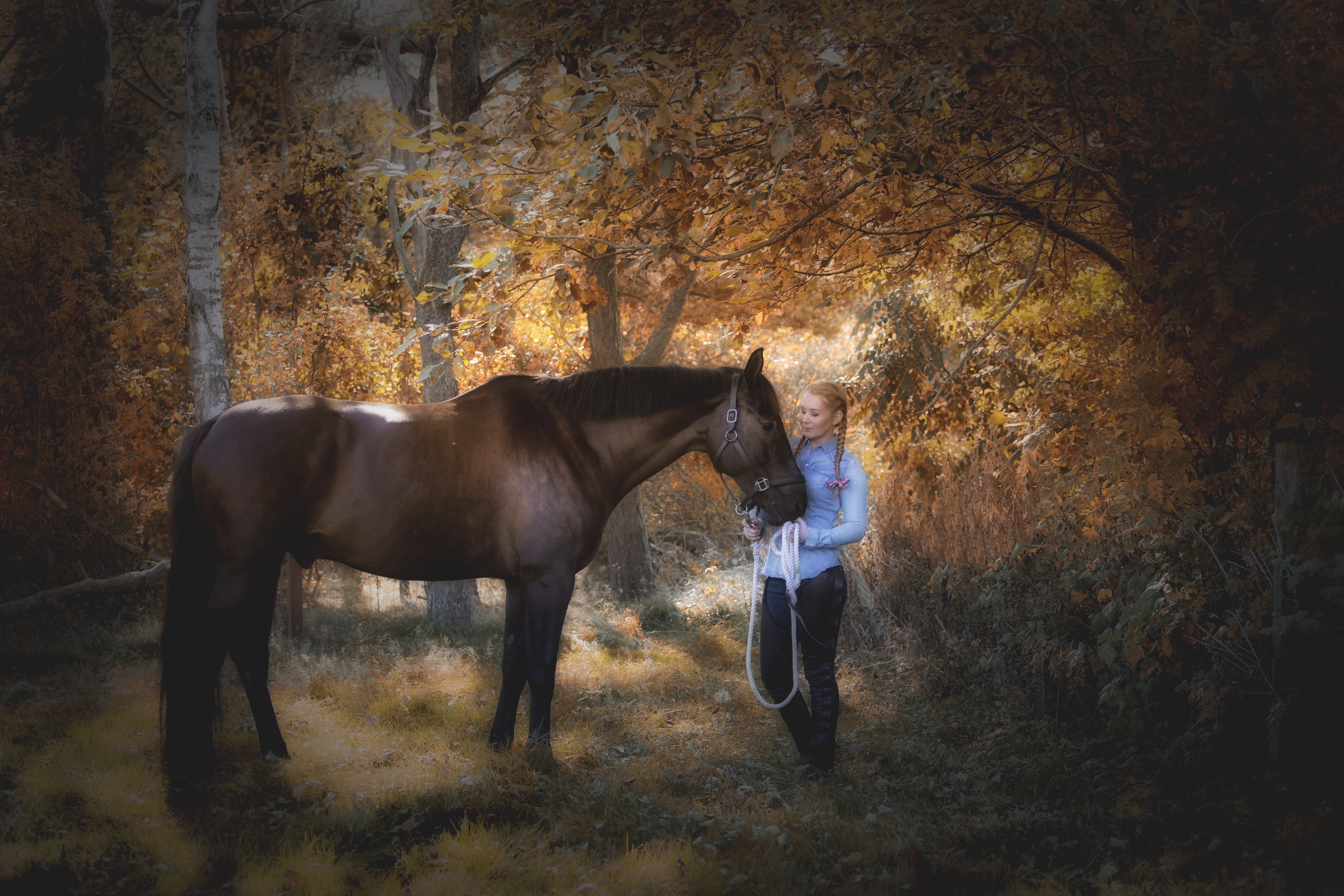Hästporträtt fotograf halmstad, falkenberg, båstad