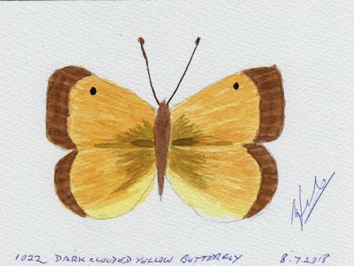 1022-DARK-CLOUDED-YELLOW-BUTTERFLY