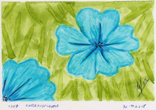 1059-CERATOSTIGMA