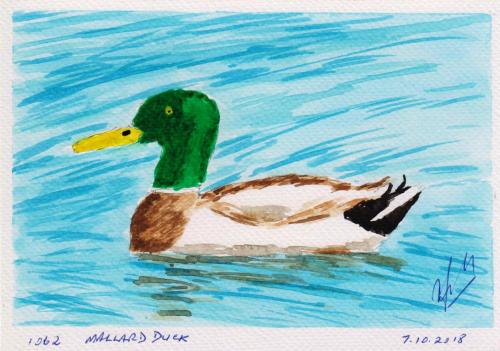 1062-MALLARD-DUCK