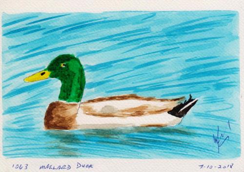 1063-MALLARD-DUCK