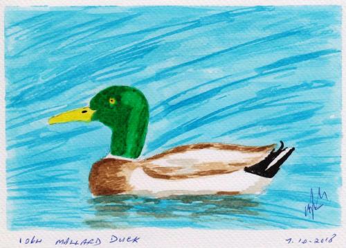 1064-MALLARD-DUCK