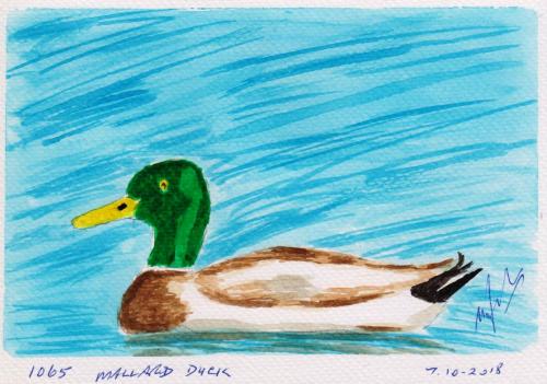 1065-MALLARD-DUCK