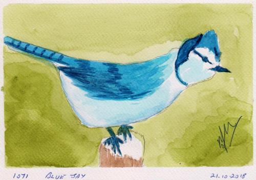 1071-BLUE-JAY