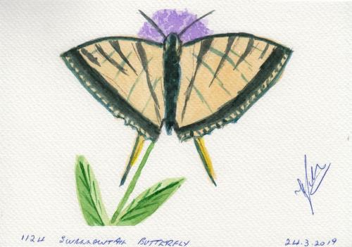 1124-SWALLOWTAIL-BUTTERFLY