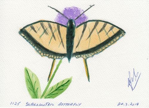 1125-SWALLOWTAIL-BUTTERFLY