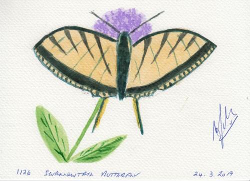 1126-SWALLOWTAIL-BUTTERFLY