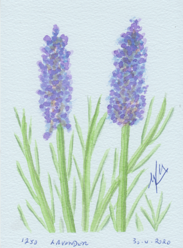 1250-LAVENDER