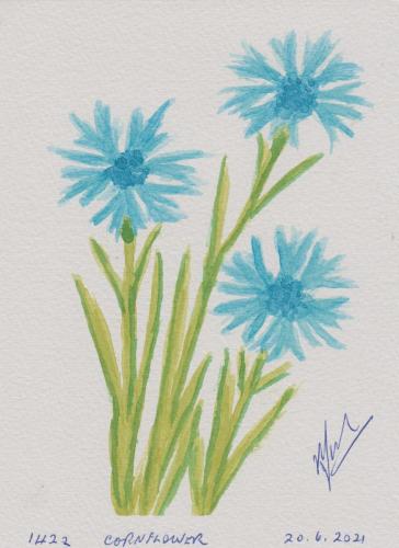 1422-CORNFLOWER