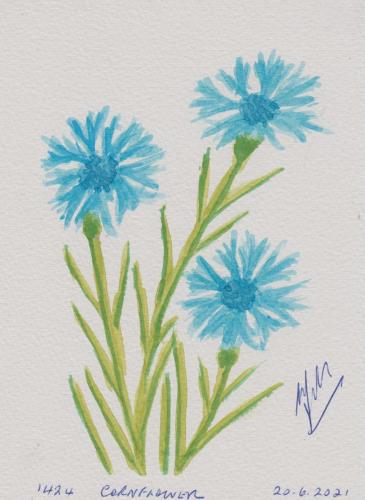 1424-CORNFLOWER