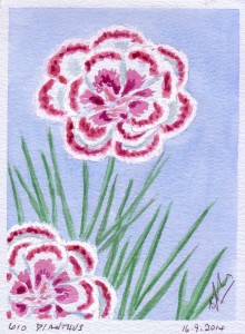 610 DIANTHUS