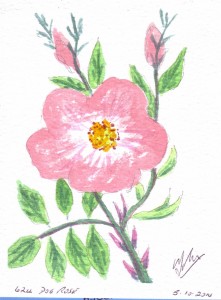 624 DOG ROSE