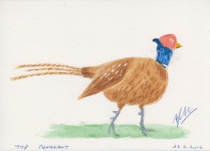 778 PHEASANT