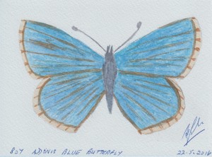 807 ADONIS BLUE BUTTERFLY