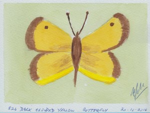 836 DARK CLOUDED YELLOW BUTTERFLY