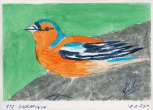 872 CHAFFINCH