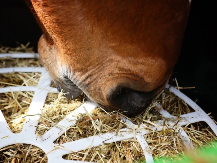 Pferd frisst aus dem Haygain Forager mit weißem Fressgitter