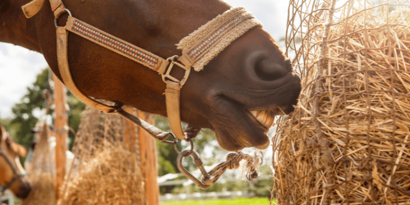 Pferd frisst Heu aus Heunetz